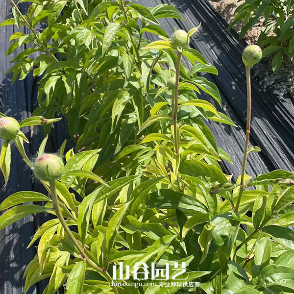 创世大发-芍药