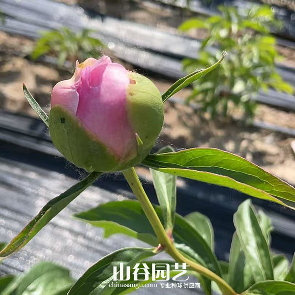创世大发-芍药