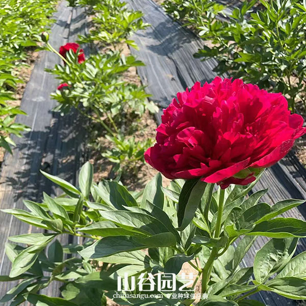 创世大发-芍药