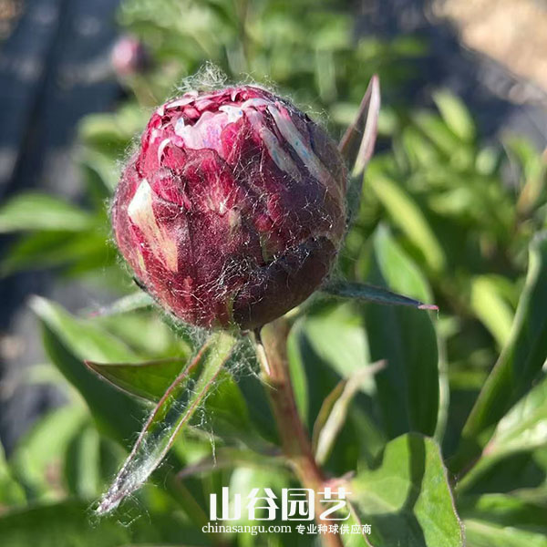 创世大发-芍药
