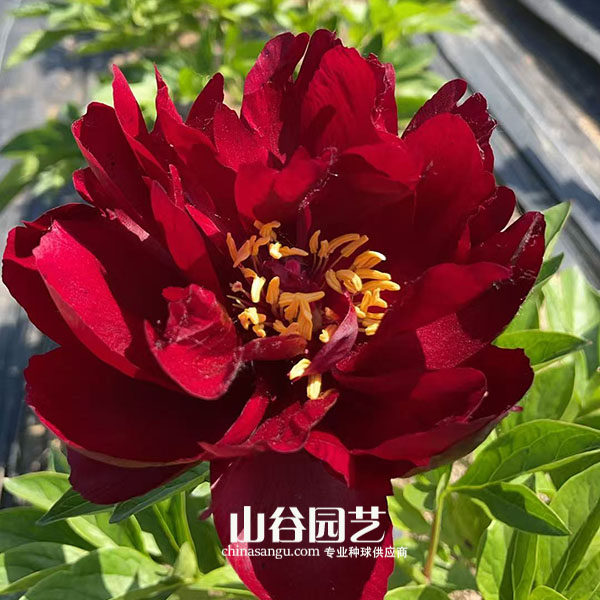 创世大发-芍药