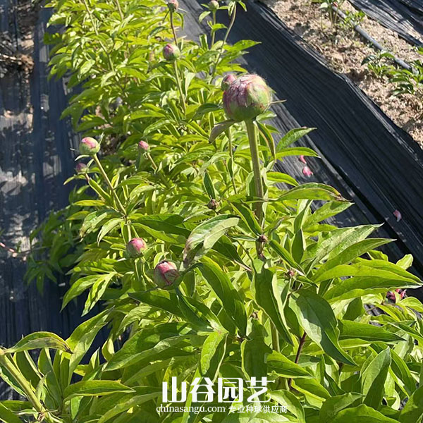 创世大发-芍药