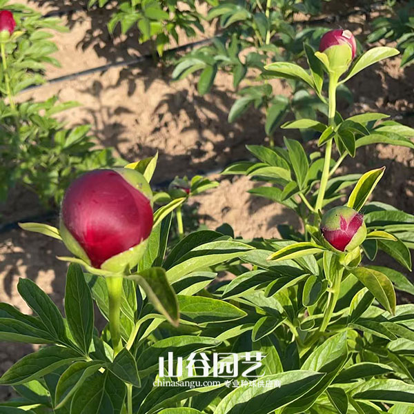 创世大发-芍药