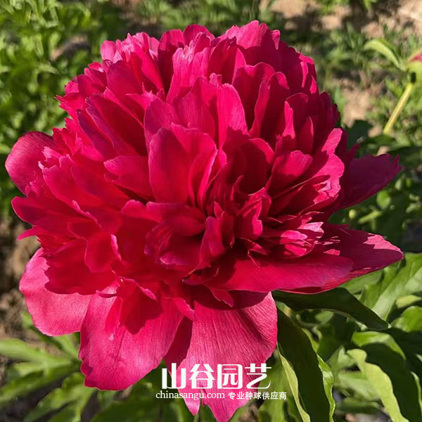 创世大发-芍药