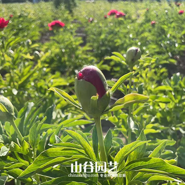 创世大发-芍药