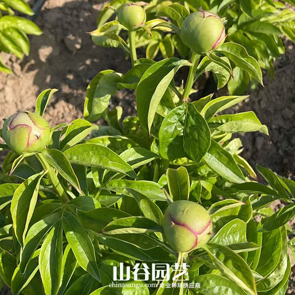 创世大发-芍药