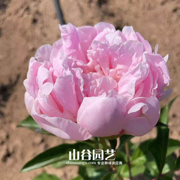 创世大发-芍药
