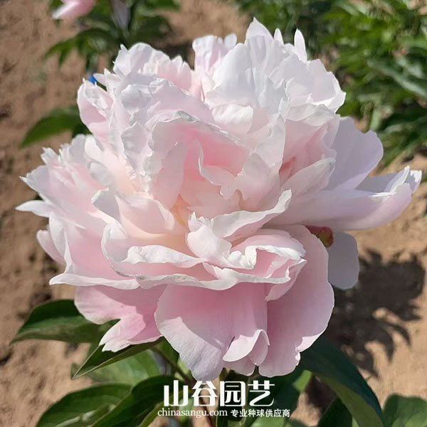 创世大发-芍药