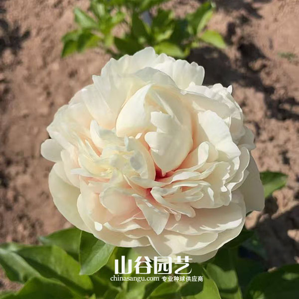 创世大发-芍药