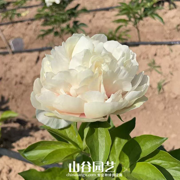 创世大发-芍药