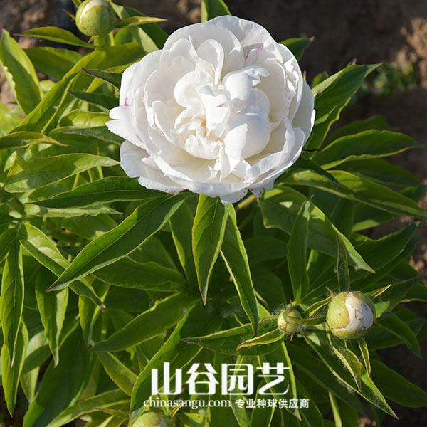 创世大发-芍药
