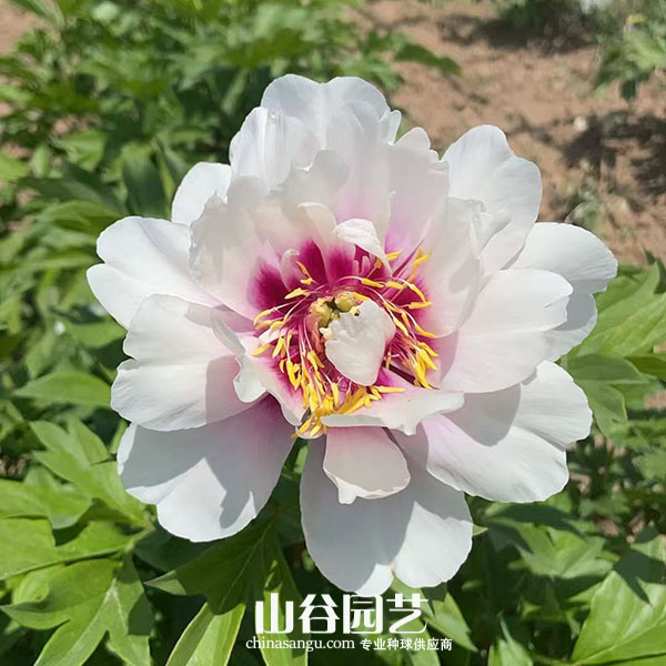 创世大发-芍药