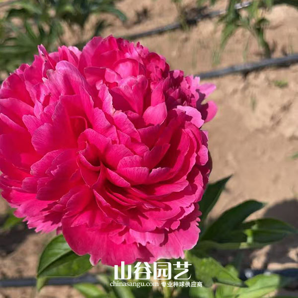 创世大发-芍药