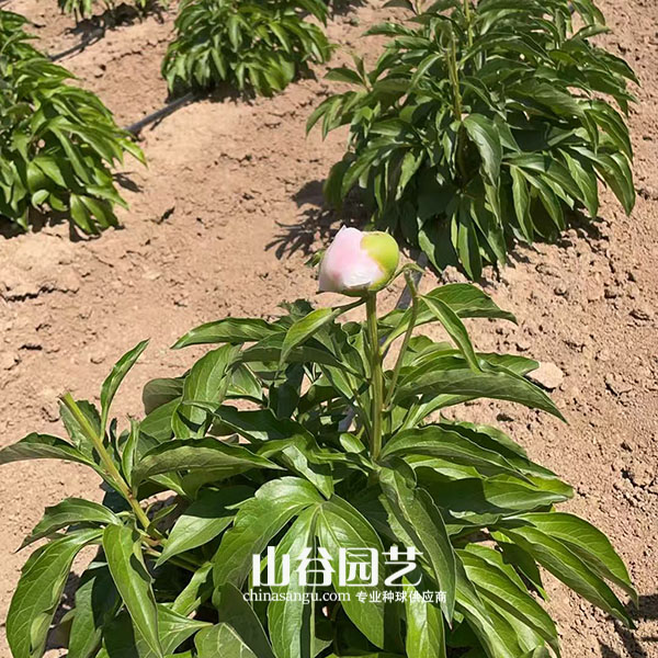 创世大发-芍药