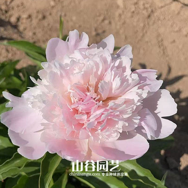 创世大发-芍药