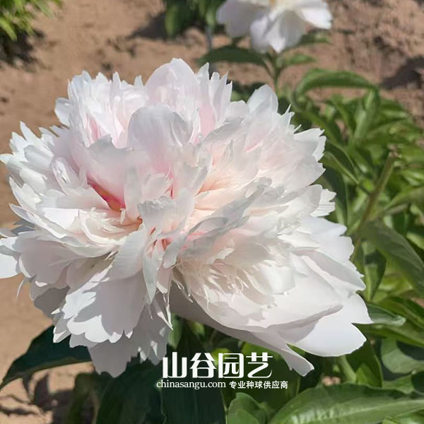 创世大发-芍药