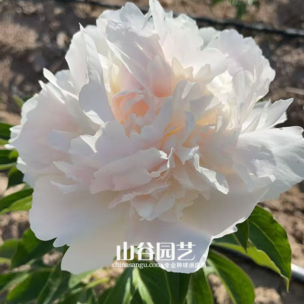 创世大发-芍药