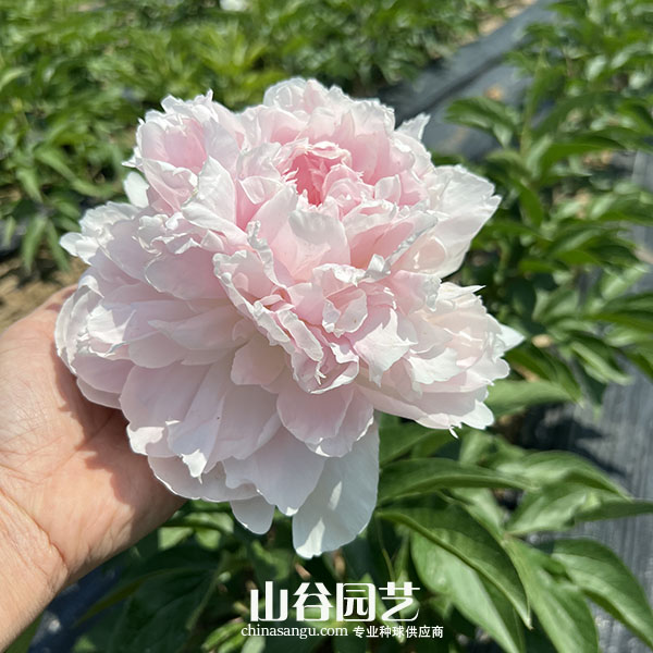 创世大发-芍药