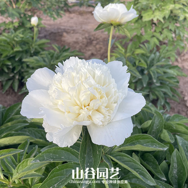 创世大发-芍药