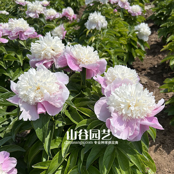 创世大发-芍药