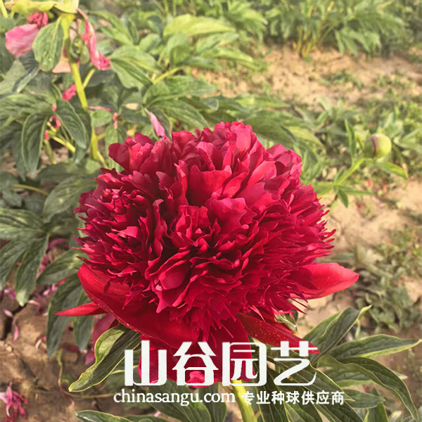 创世大发-芍药