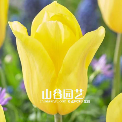 创世大发-郁金香