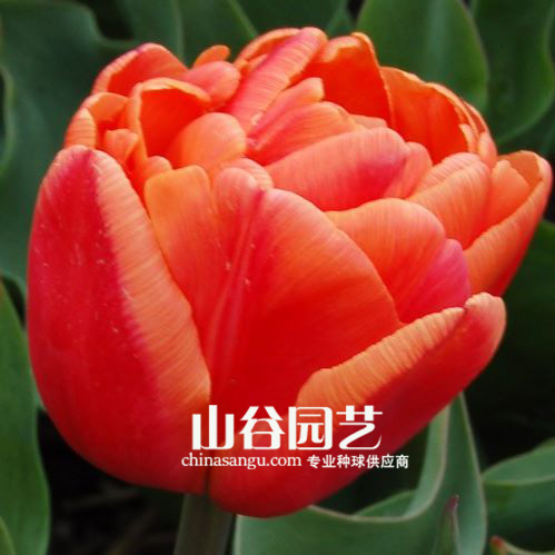 创世大发-郁金香