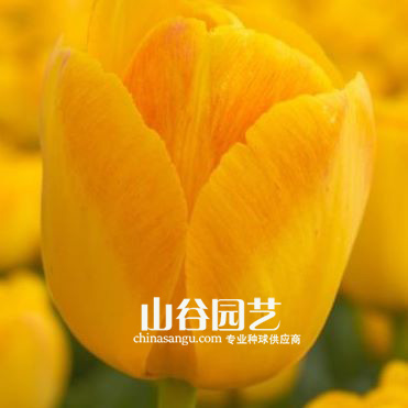 创世大发-郁金香