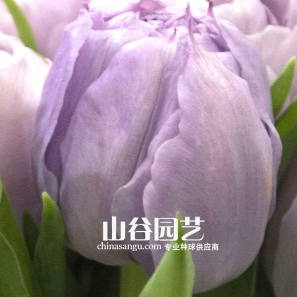 创世大发-郁金香