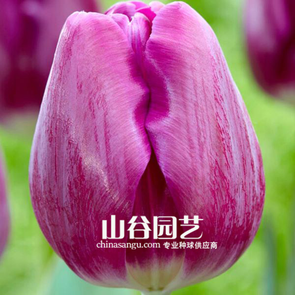 创世大发-郁金香