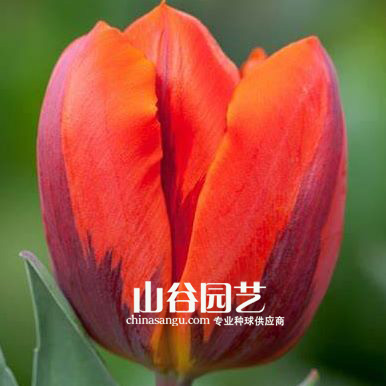 创世大发-郁金香