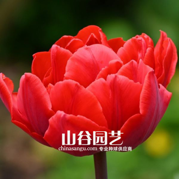 创世大发-郁金香
