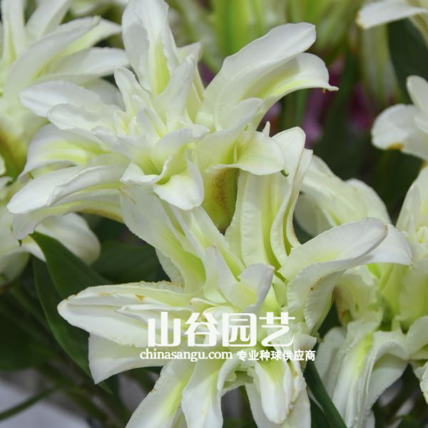 创世大发-百合