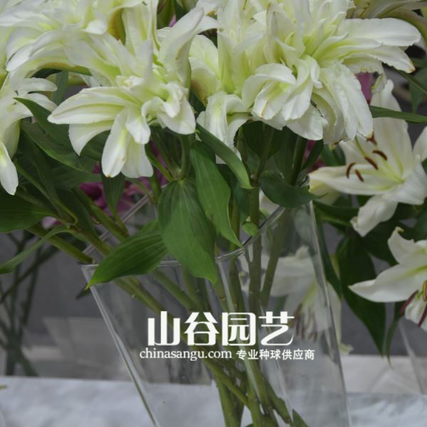 创世大发-百合
