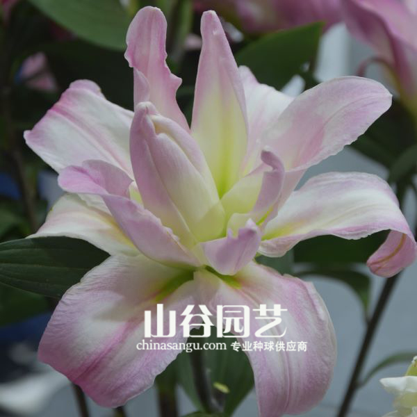 创世大发-百合