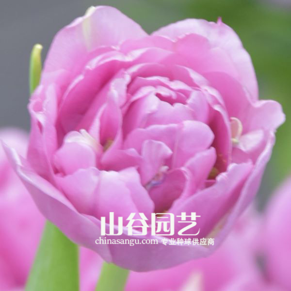 创世大发-郁金香