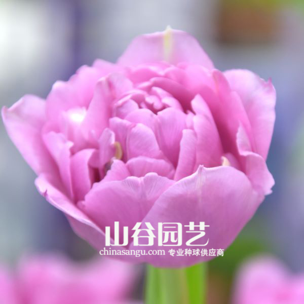 创世大发-郁金香