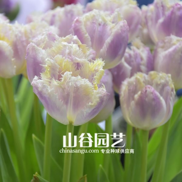 创世大发-郁金香