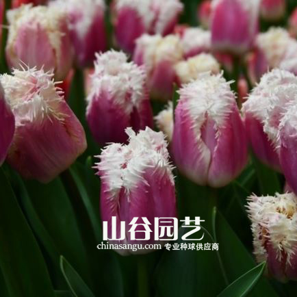 创世大发-郁金香