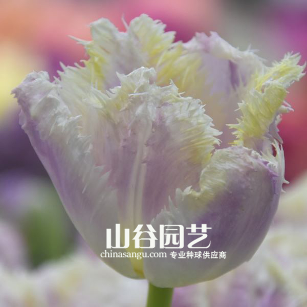 创世大发-郁金香