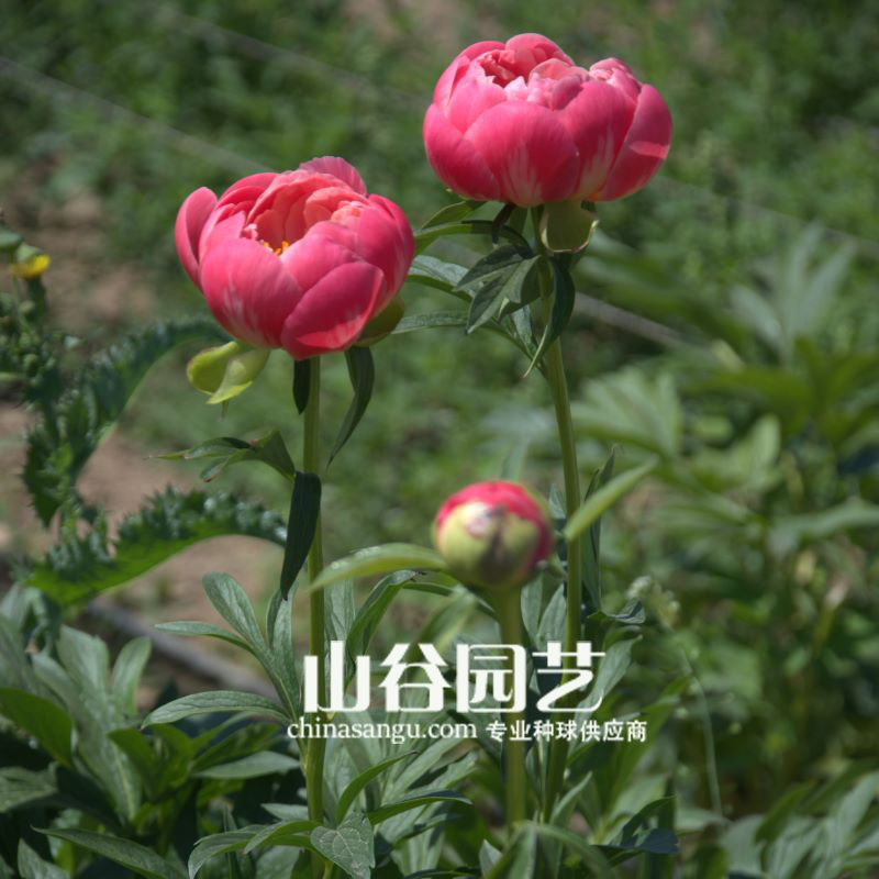 创世大发-芍药