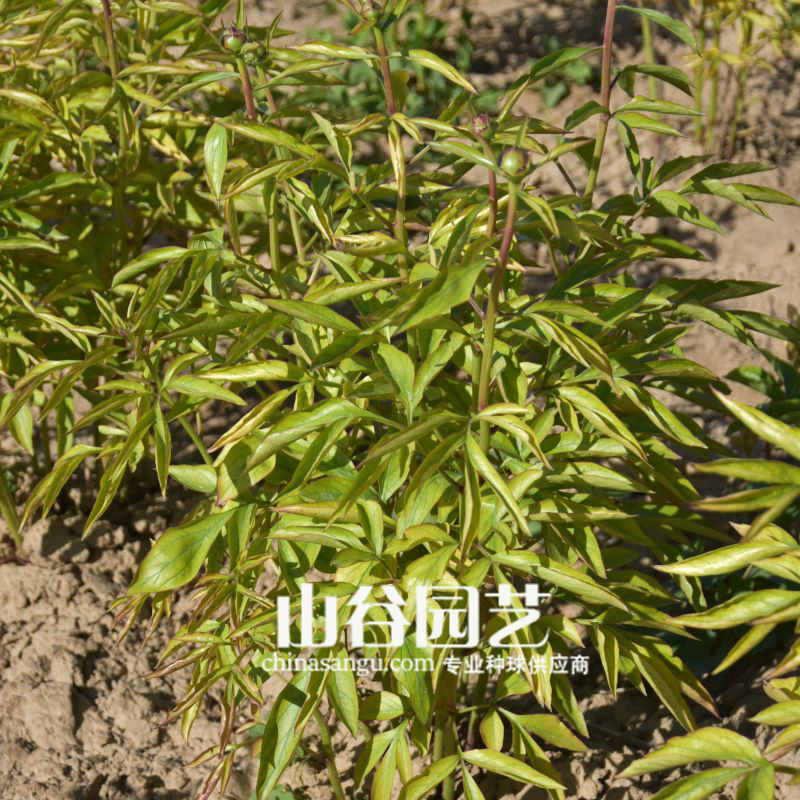 创世大发-芍药