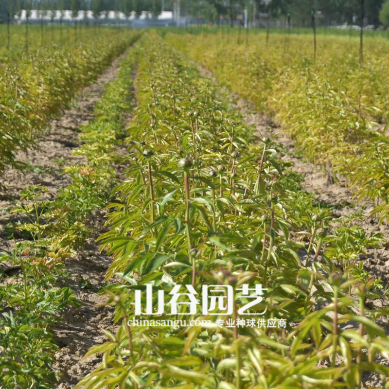 创世大发-芍药