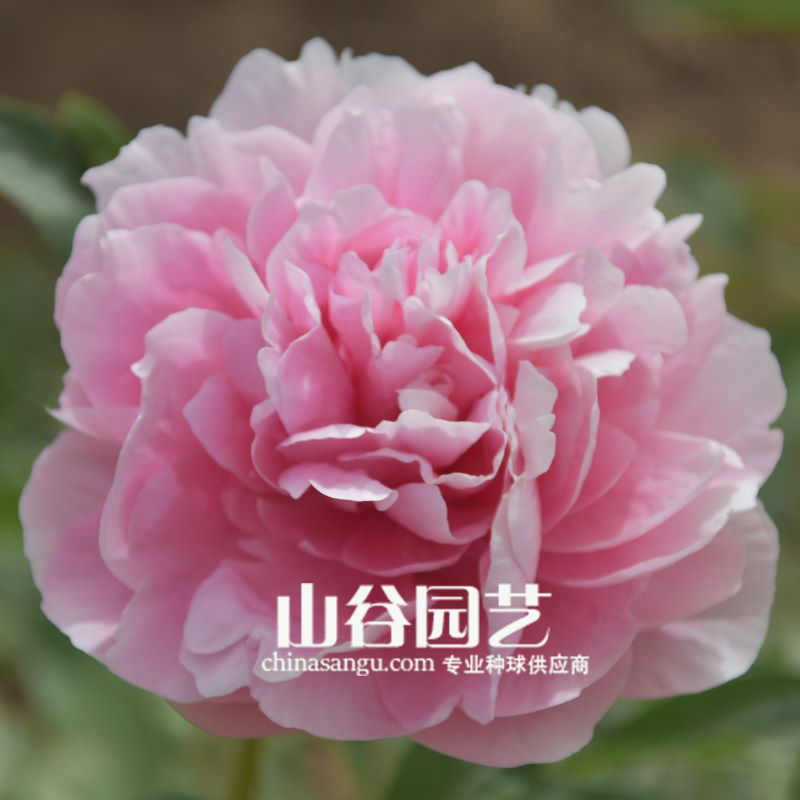 创世大发-芍药