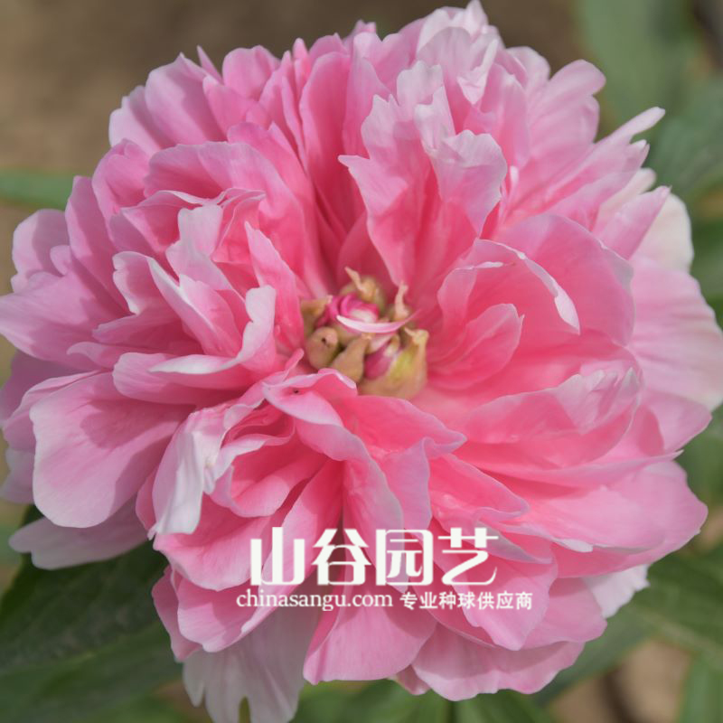 创世大发-芍药