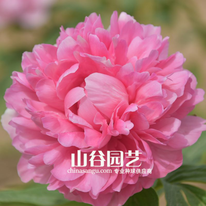 创世大发-芍药