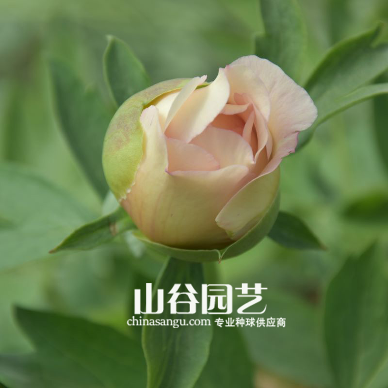 创世大发-芍药