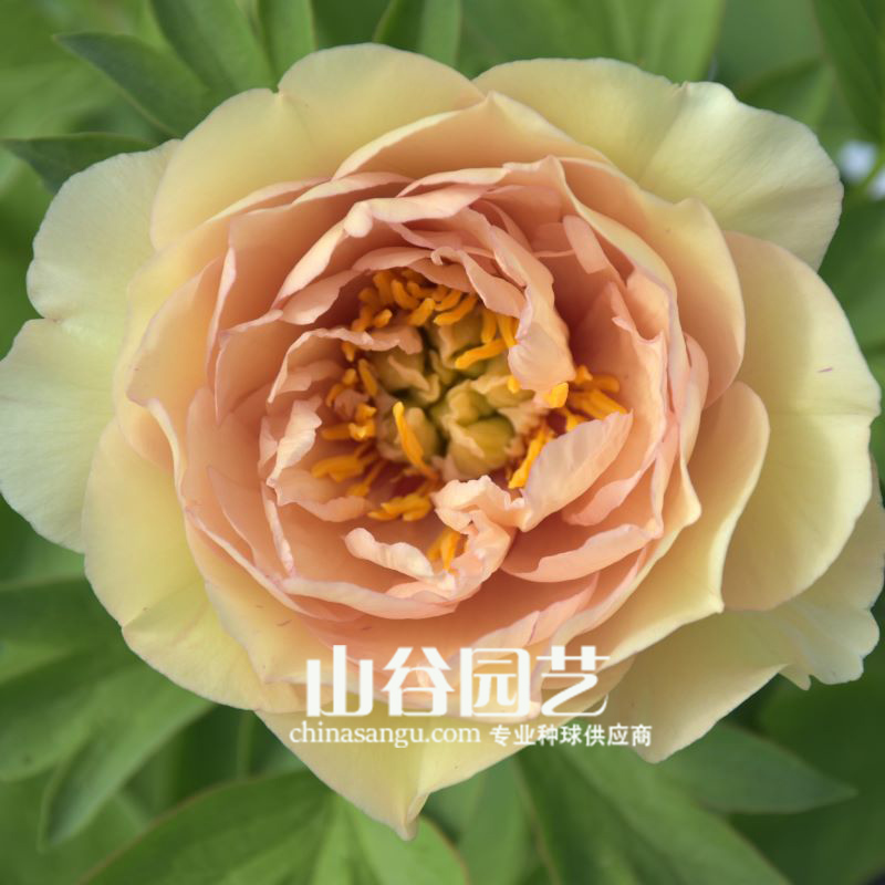 创世大发-芍药