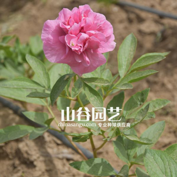 创世大发-芍药