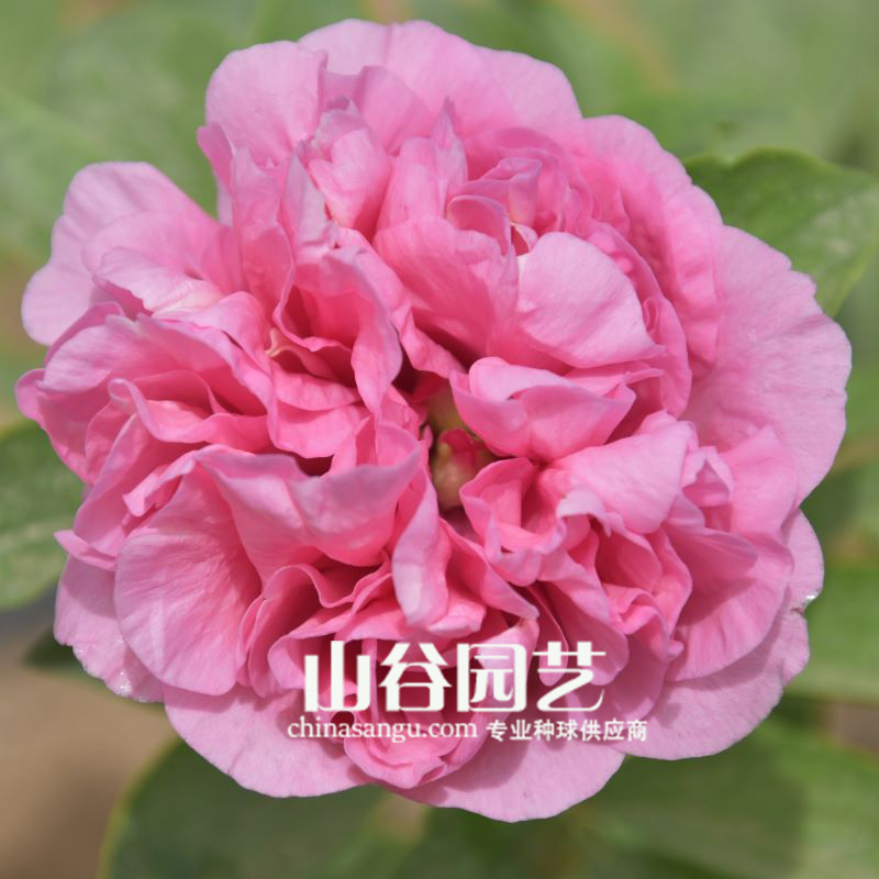 创世大发-芍药